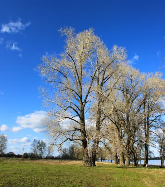 Spring landscape river. — Stock Photo, Image