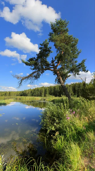 Landscape of a lonely pine ashore. — Stock Photo, Image