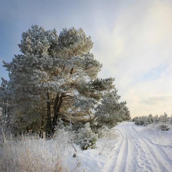 Landschap winter weg. Rechtenvrije Stockafbeeldingen