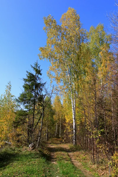 Autumn landscape of the road going on the wood. — Stock Photo, Image