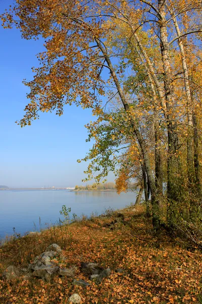 Herfst landschap van bomen door de rivier. Stockfoto