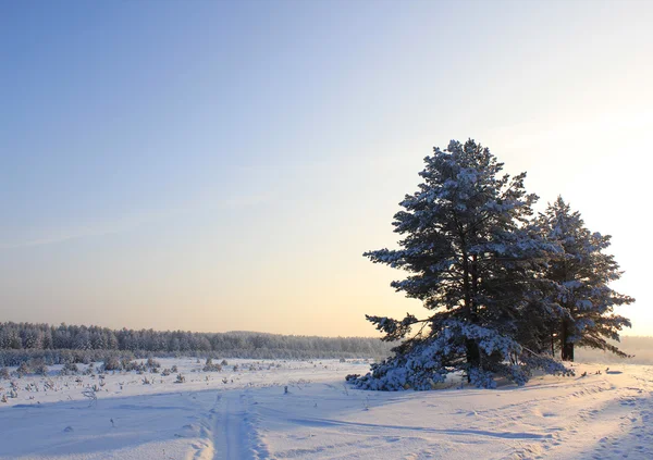 Paisagem ensolarada inverno . — Fotografia de Stock