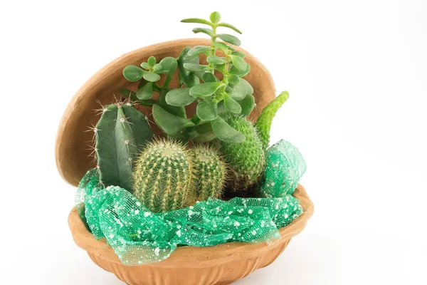 Green cactus and Succulents — Stock Photo, Image
