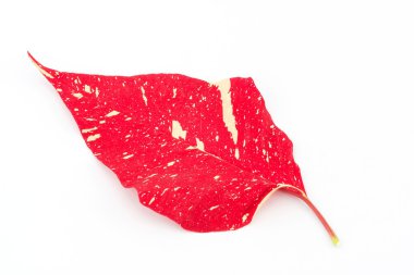 Atatürk çiçeği yaprağı