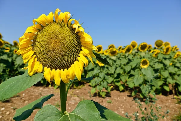 Sunflower — Stock Photo, Image