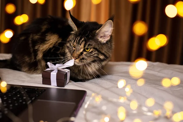 Maine Coon Cat bir hediye ve dizüstü bilgisayarın yanında oturuyor. Kedi ve diğer hayvanlar için Noel hediyeleri. Yüksek kalite fotoğraf. Noel atmosferi