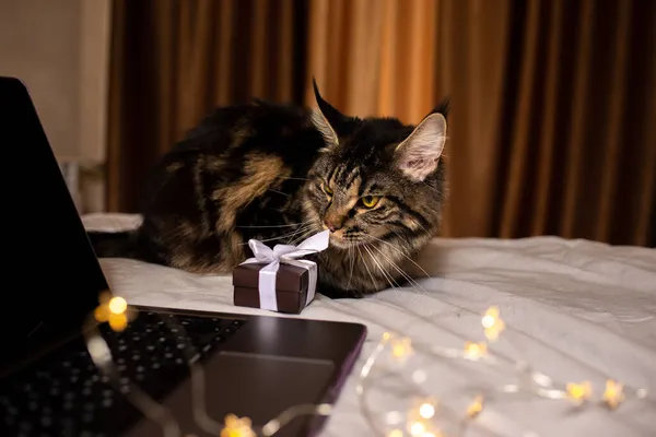 Maine Coon Cat bir hediye ve dizüstü bilgisayarın yanında oturuyor. Kedi ve diğer hayvanlar için Noel hediyeleri