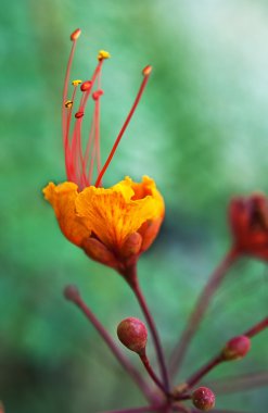 Meksikalı kuş cenneti