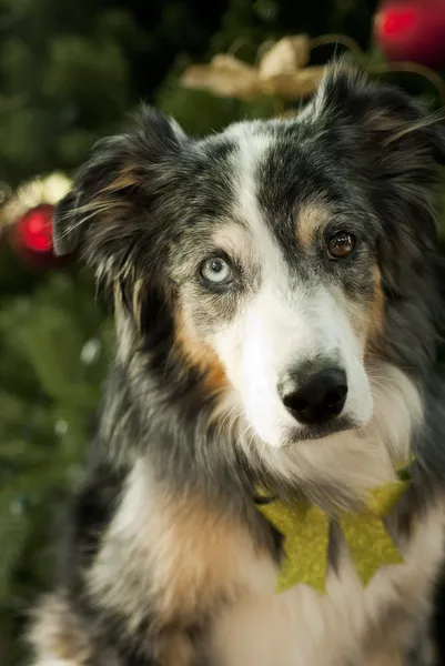 クリスマスの背景を持つ犬 — ストック写真
