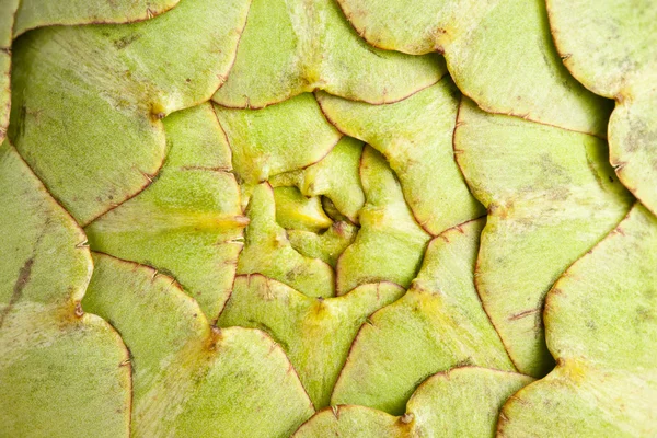 Verse groene organische artisjok — Stockfoto