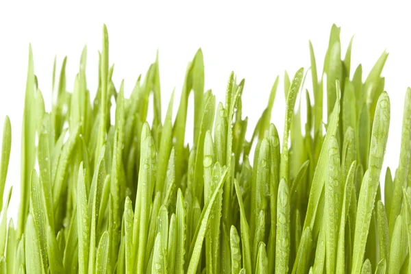 Fresh Green Organic Wheat Grass — Stock Photo, Image