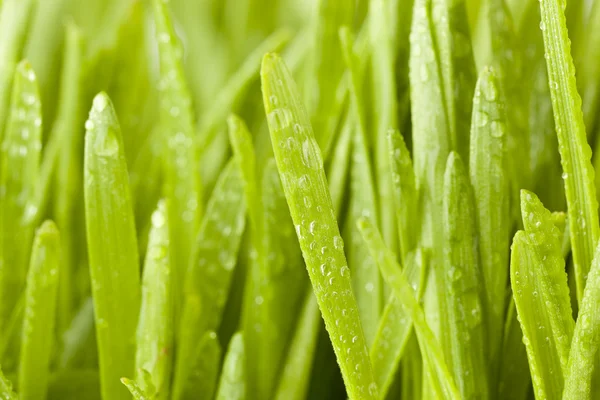 Fresh Green Organic Wheat Grass — Stock Photo, Image