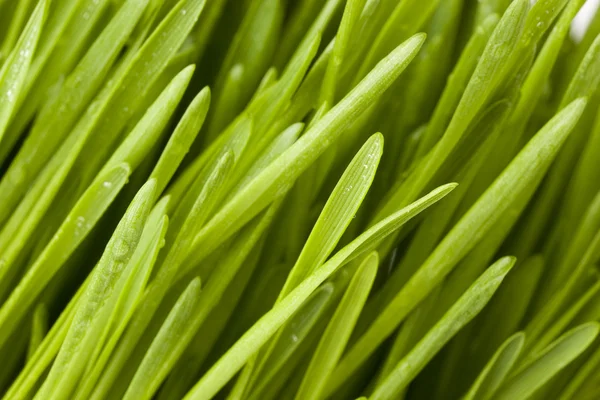 Fresh Green Organic Wheat Grass — Stock Photo, Image