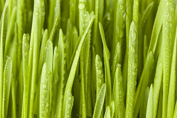 Fresh Green Organic Wheat Grass — Stock Photo, Image