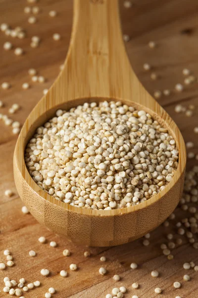 Semi di quinoa biologica grezza — Foto Stock