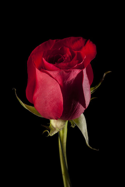 Beautiful Bright Red Rose for Valentine's Day