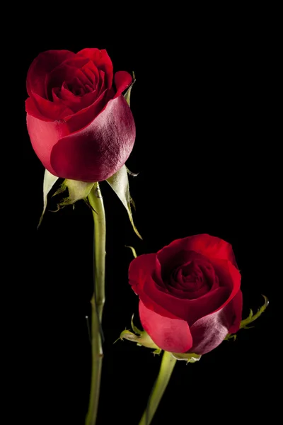 Красивая яркая красная роза — стоковое фото
