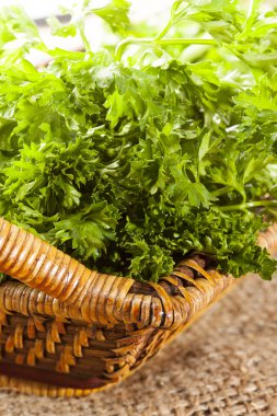 taze organik yeşil maydanoz