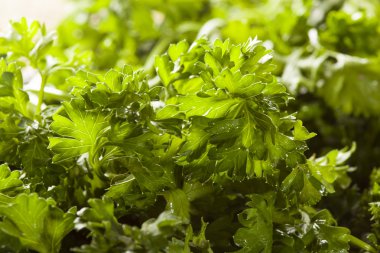 taze organik yeşil maydanoz