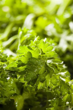 taze organik yeşil maydanoz