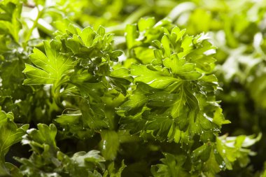 taze organik yeşil maydanoz