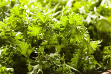 taze organik yeşil maydanoz