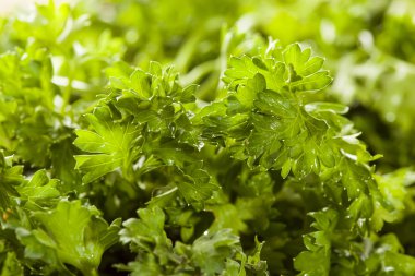 taze organik yeşil maydanoz