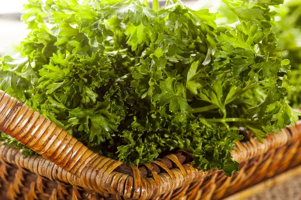 Frische grüne Bio-Petersilie — Stockfoto