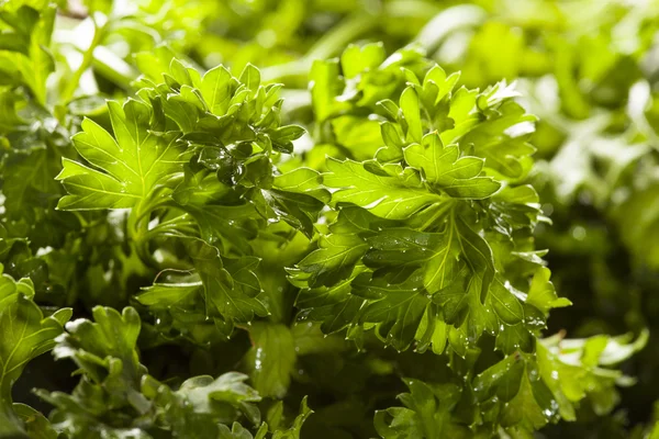 taze organik yeşil maydanoz