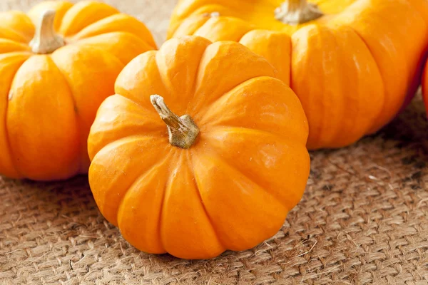 Calabaza ecológica de naranja fresca — Foto de Stock