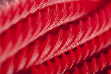 parlak kırmızı meyan şeker