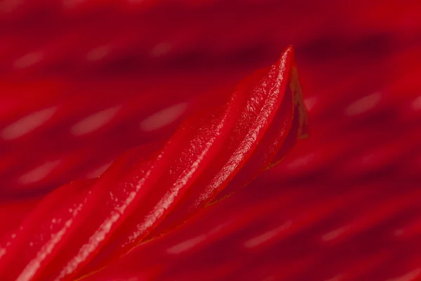 Bright Red Licorice Candy — Stock Photo, Image