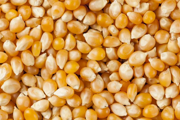 Granos de maíz amarillo crudo orgánico — Foto de Stock