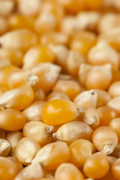 Granos de maíz amarillo crudo orgánico — Foto de Stock
