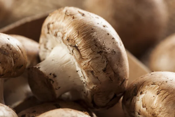 Organische bruine baby bella paddestoelen — Stockfoto