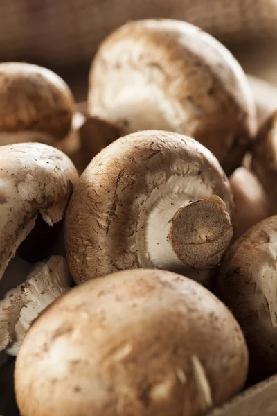 Organických hnědých baby bella houby — Stock fotografie