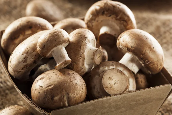 Organických hnědých baby bella houby — Stock fotografie