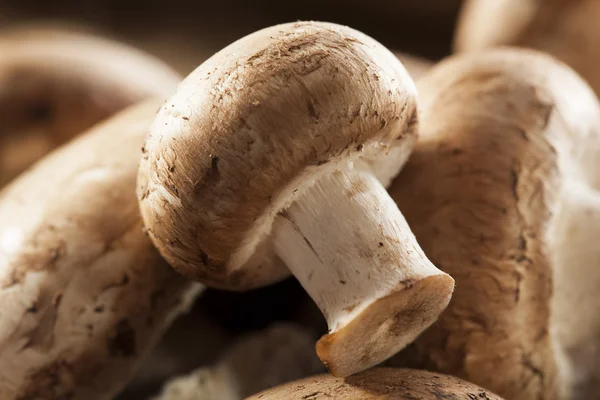 Organische bruine baby bella paddestoelen — Stockfoto