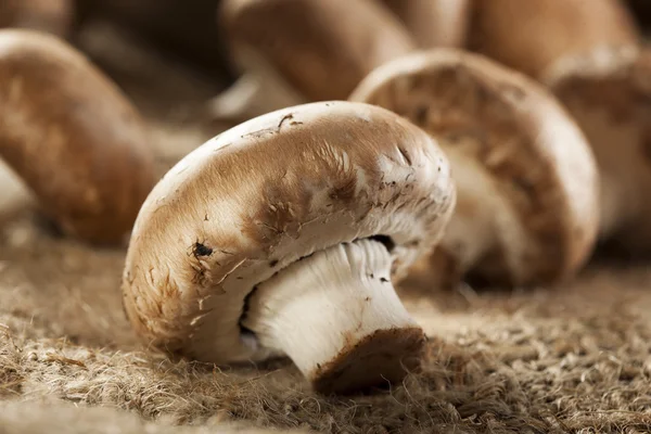 Bella Mushrooms — стоковое фото