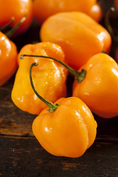 Peperoni Habanero piccanti e piccanti biologici — Foto Stock