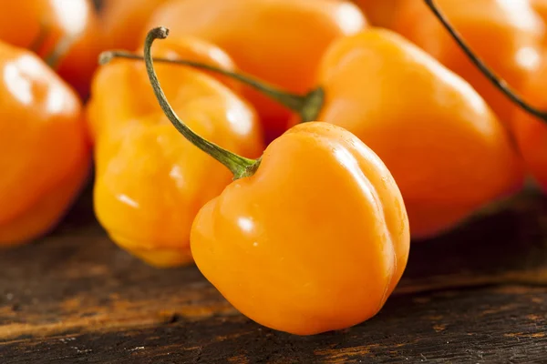 Organické horké a kořeněné habanero paprika — Stock fotografie