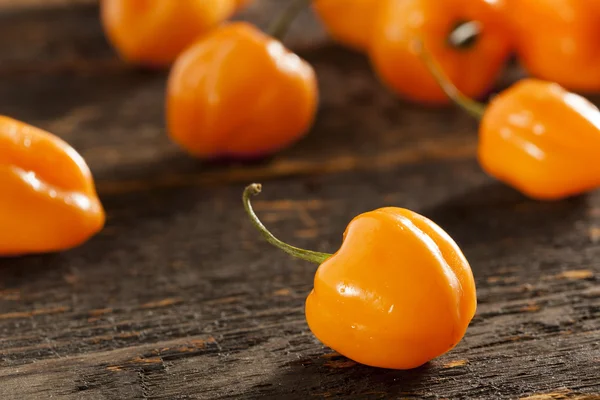 Poivrons Habanero épicés et piquants biologiques — Photo