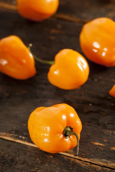 Ekologisk varm och kryddig habanero paprika — Stockfoto