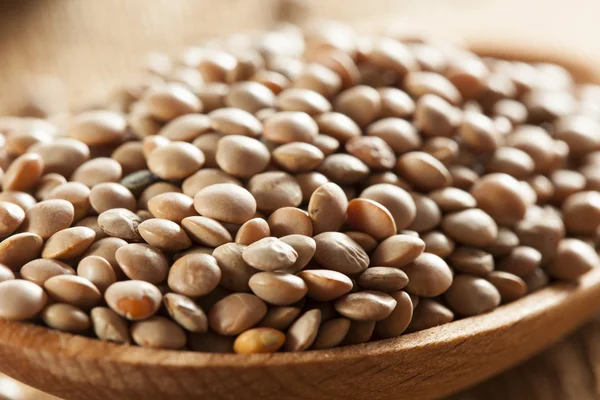 Dry Organic Brown Lentils — Stock Photo, Image