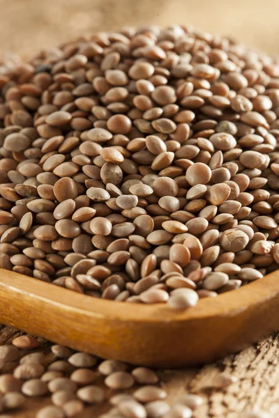 Dry Organic Brown Lentils — Stock Photo, Image