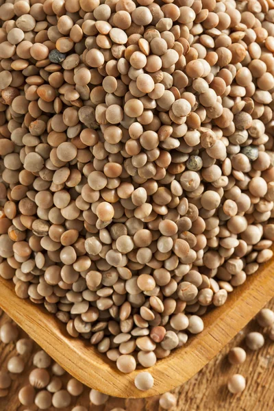 Dry Organic Brown Lentils — Stock Photo, Image