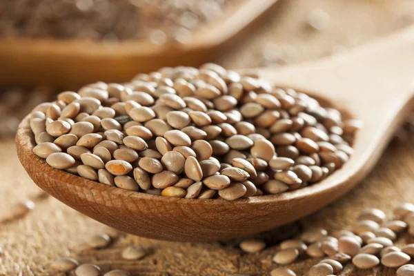 Dry Organic Brown Lentils — Stock Photo, Image