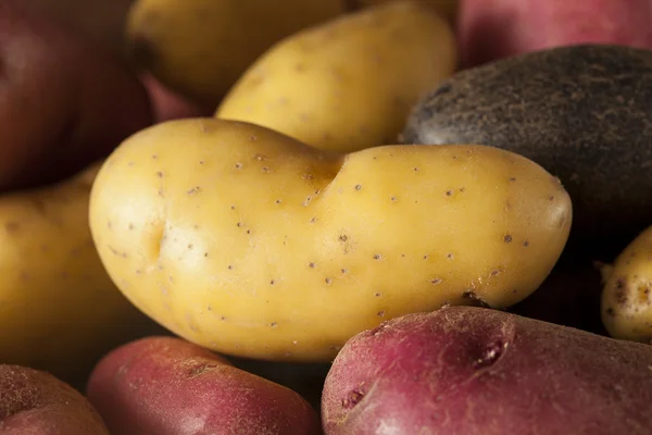 Puré de patata alevines orgánicos crudos — Foto de Stock