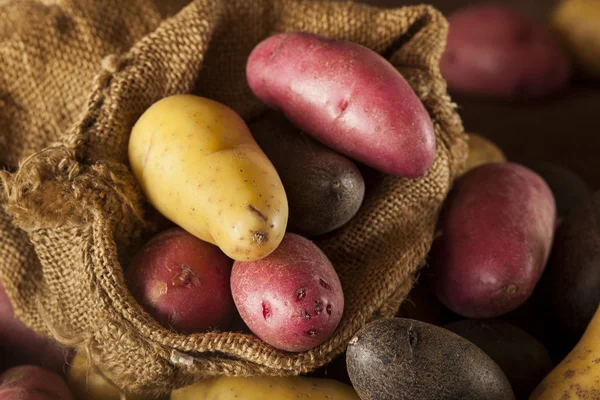 Medley di patate di diteggiatura biologica cruda — Foto Stock