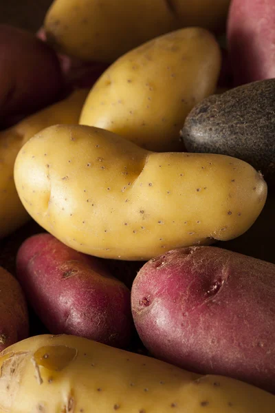 Medley di patate di diteggiatura biologica cruda — Foto Stock